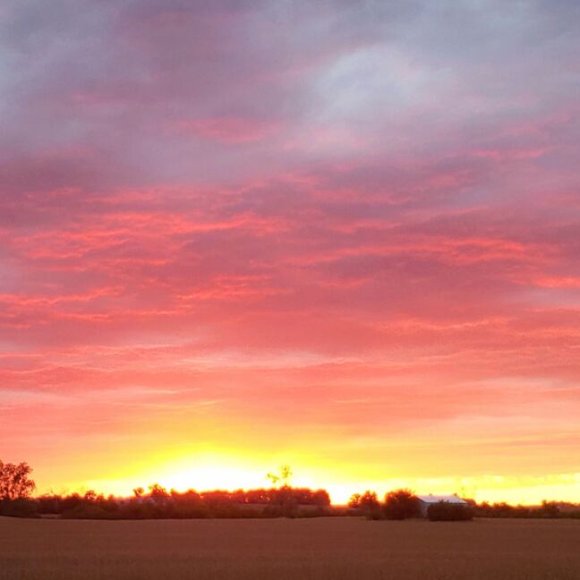 Sun setting on horizon behind trees